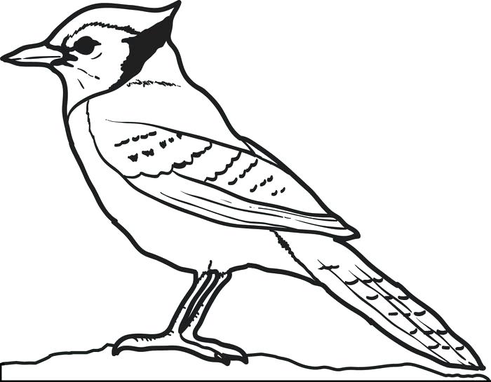 700x545 Blue Coloring Page One Blue Jay Coloring Page
