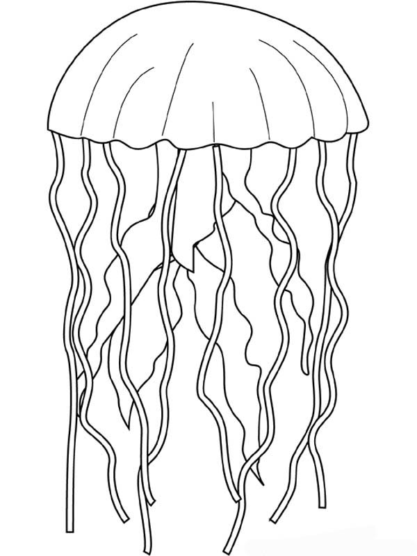 600x800 Jelly Coloring Pages Wildlife Jellyfish Barriee