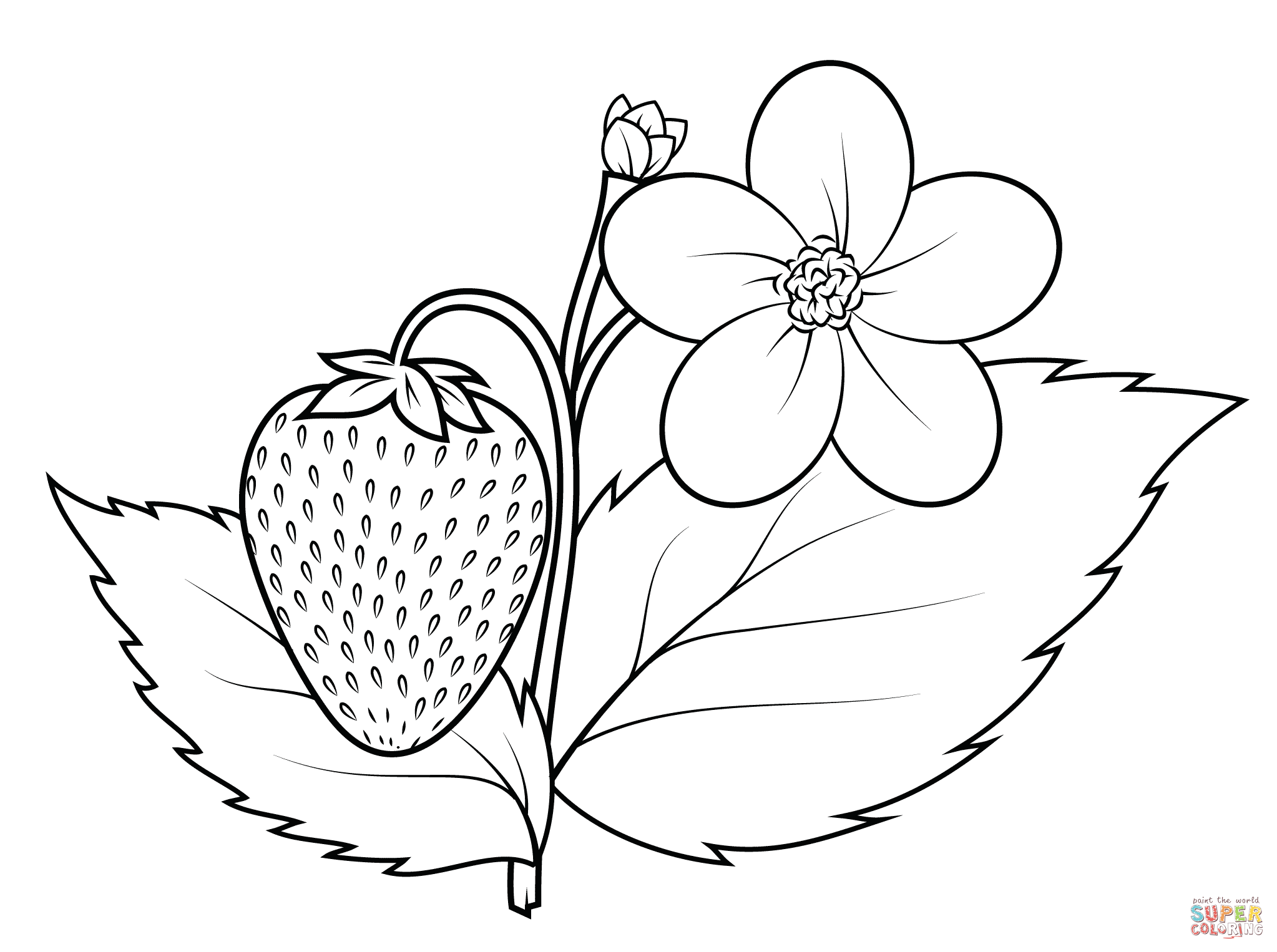 2046x1526 Top 86 Strawberry Coloring Pages
