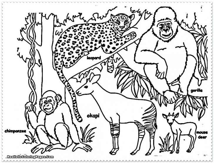 728x553 Mazes And Coloring Pages Author Artist Rainforest Waterfalls Page