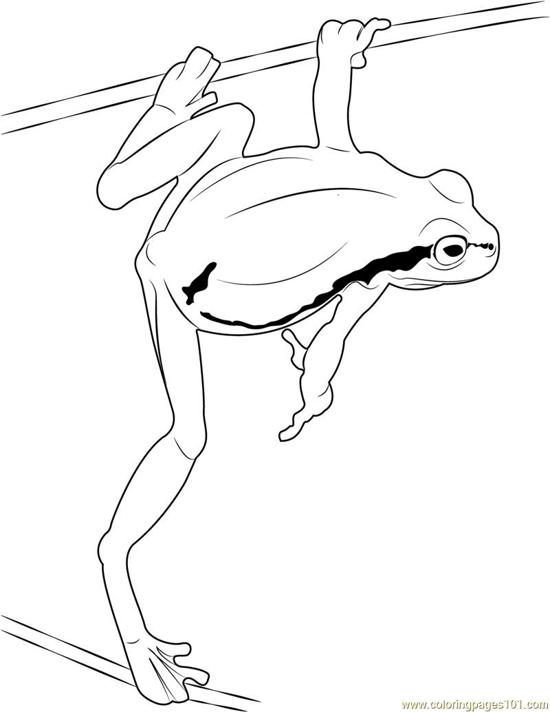 800x1034 Green Frog Jump Coloring Page