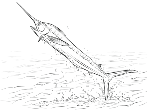 480x360 White Marlin Fish Jumping Out Of Water With Beautiful View