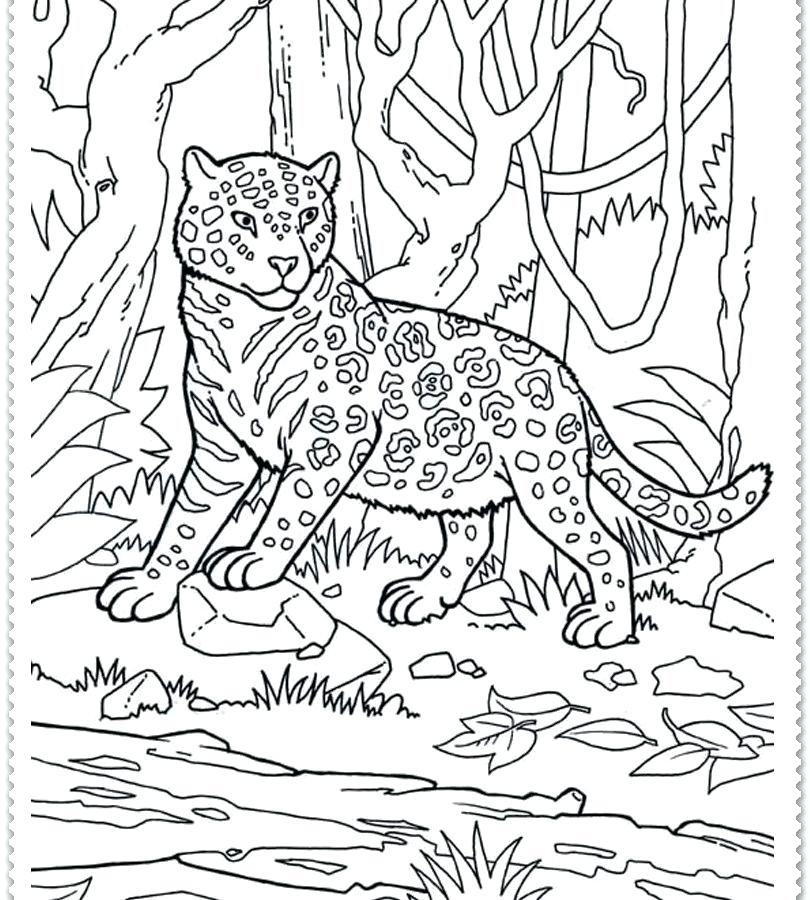810x900 Jungle Coloring Pages Printable