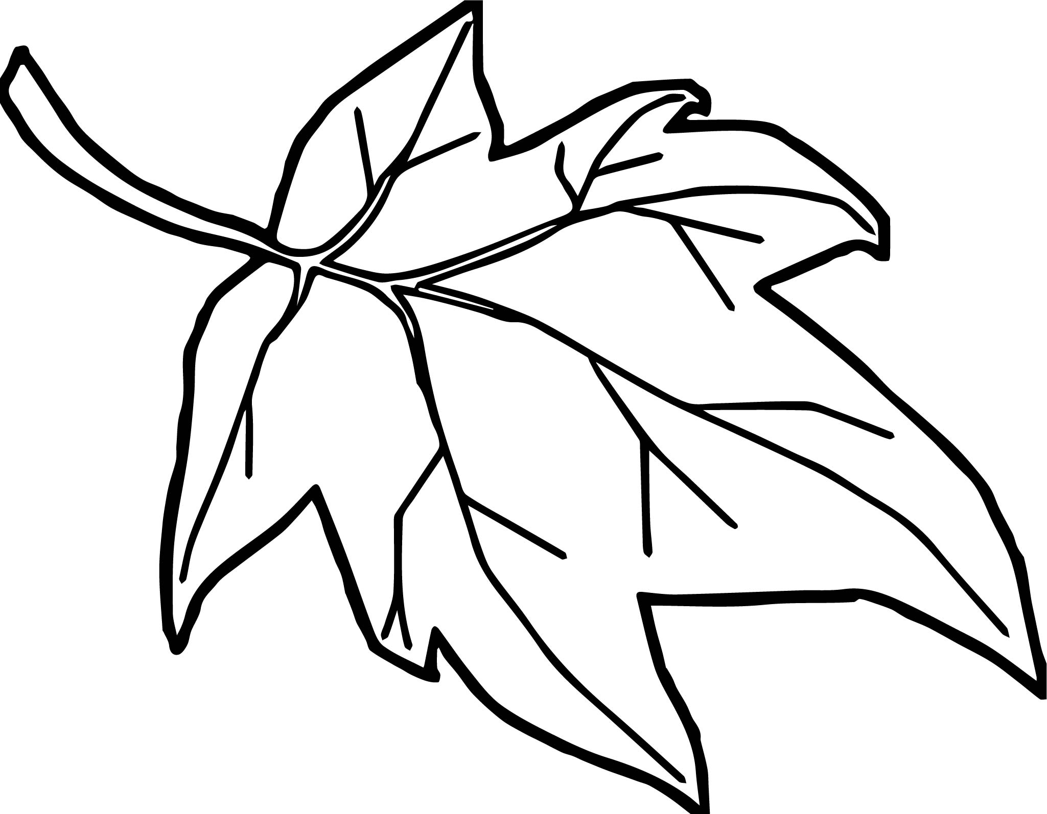 2049x1594 Autumn Maple Leaves Coloring Page Printable Pages Click The Jungle