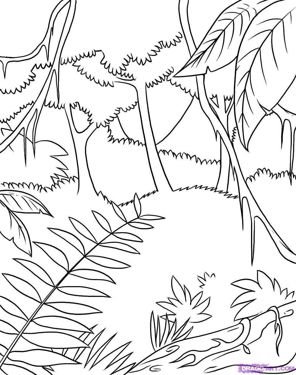 1000x1269 Safari Coloring Pages How To Draw A Rainforest Step 6 Jungle