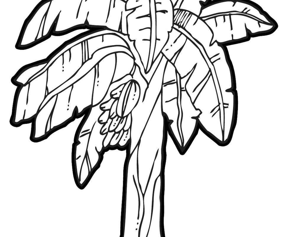 978x800 Fruits Bananas Coloring Pages For Kids Printable Banana Tree Page