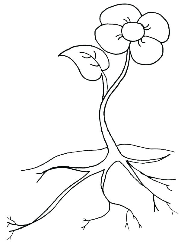 600x800 Plant Cell Parts Coloring Page Pages Drawn Jungle Plants Sheet
