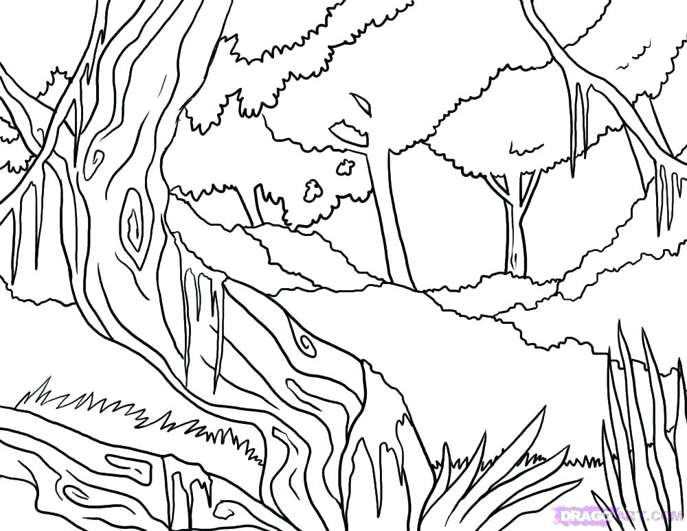 1000x774 Rainforest Coloring Page Complete Coloring Pages Fee Forest Page