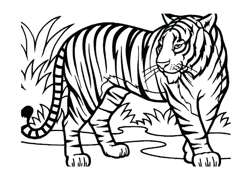 800x600 Jungle Animals Coloring Page Jungle Printable Coloring Pages Also