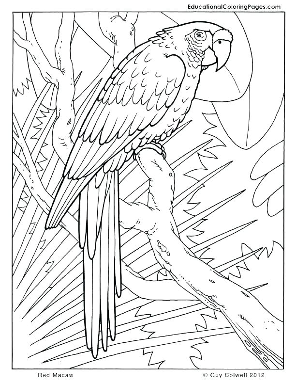 612x792 Jungle Junction Coloring Pages Jungle Animal Coloring Pages Jungle