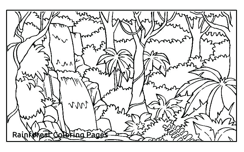 800x500 Rainforest Coloring Pages Coloring Page Coloring Sheets Pages