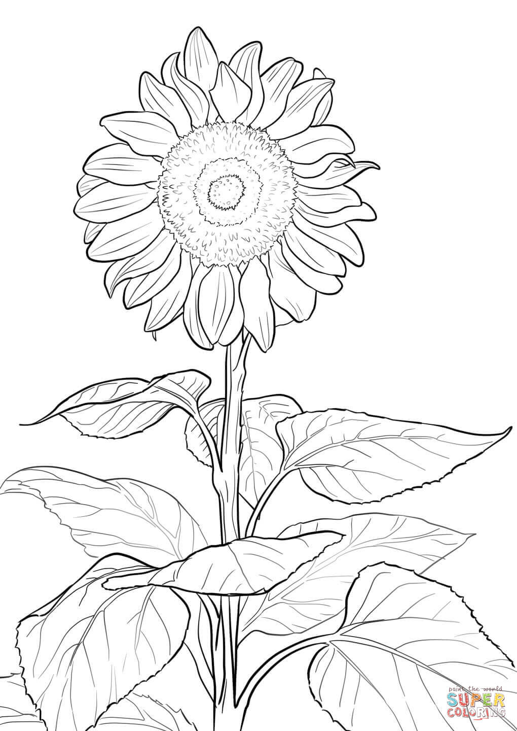 1020x1440 Cool Sunflower Coloring Page Kansas Day Skip T