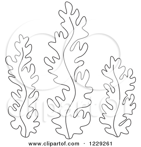 Kelp Coloring Page