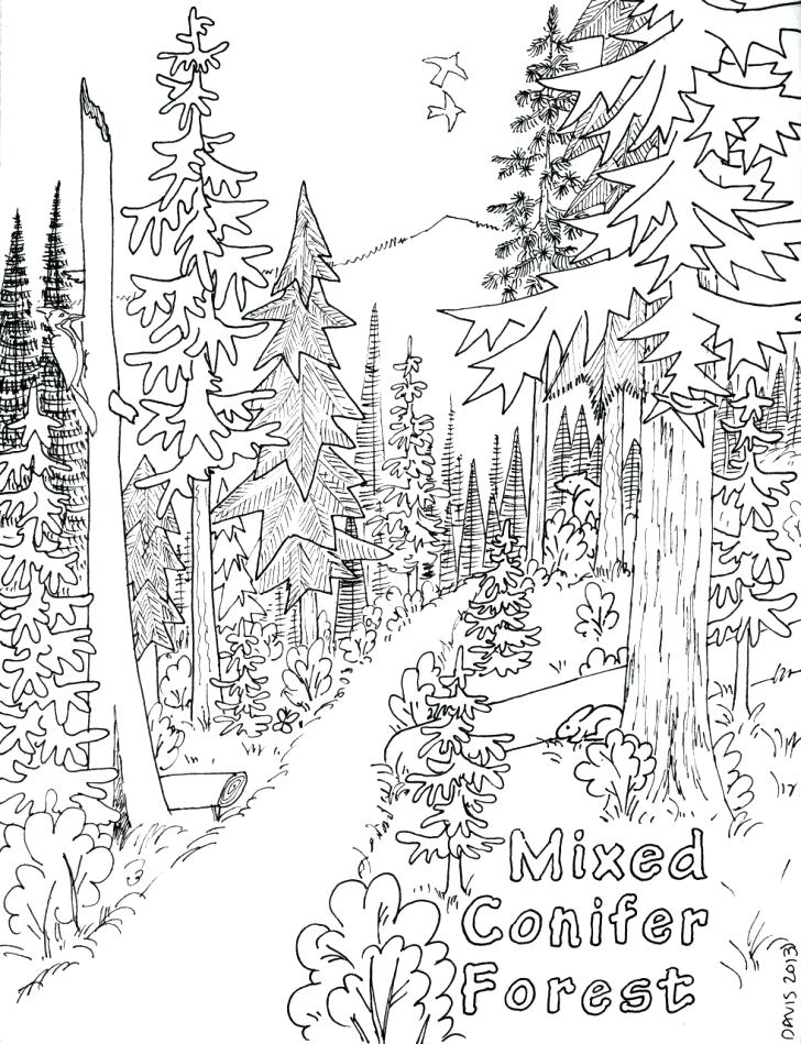 728x949 Forest Coloring Pages With Animals Temperate Deciduous Coniferous