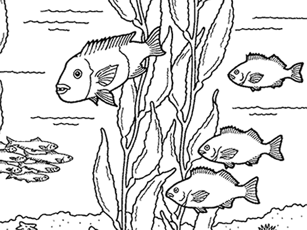 600x450 Kelp Forest Friends Kids Kelp Forest And Forest