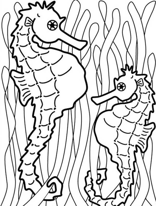 600x793 Seahorse, Two Seahorse Hang Onto Seaweed To Catch Food Coloring