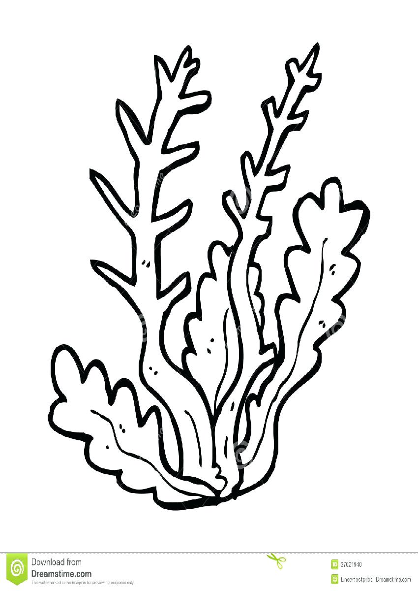 850x1200 Seaweed Coloring Pages Free