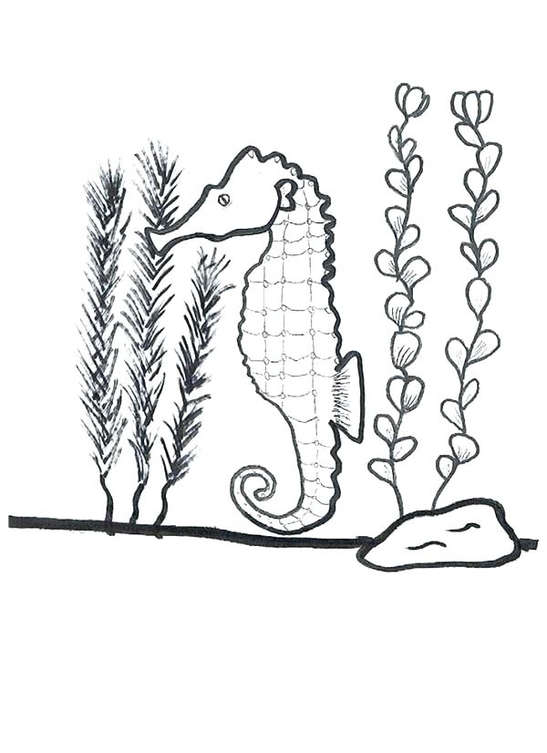 600x826 Seaweed Coloring Pages Seaweed Coloring Pages Cat Coloring Page