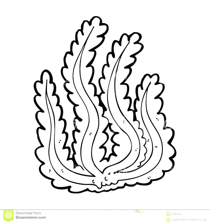 810x866 Seaweed Coloring Pages Seaweed Coloring Pages Coloring Page Cat