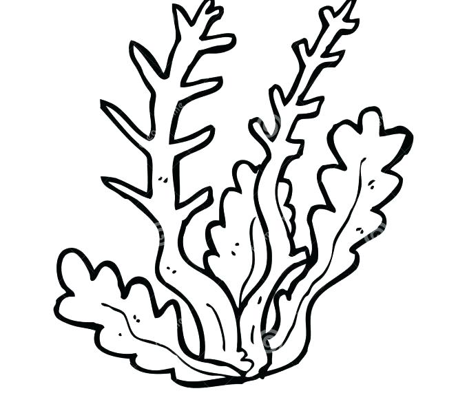 678x600 Seaweed Coloring Pages Seaweed Coloring Pages Seaweed Pictures