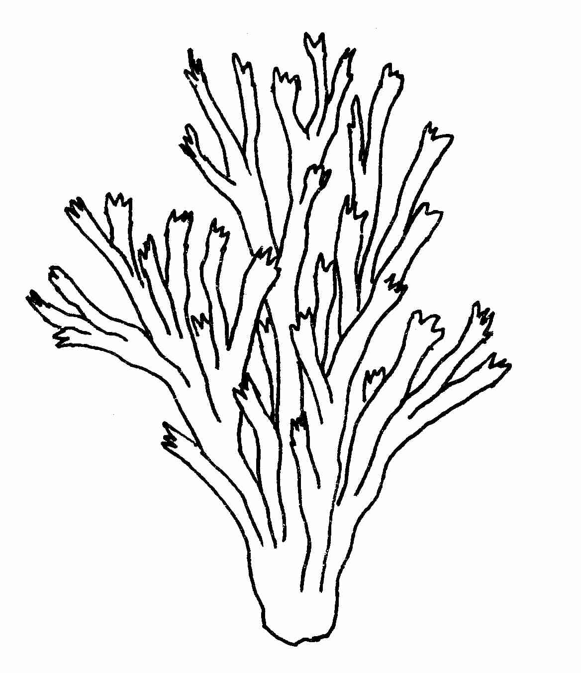 1168x1352 Unconditional Sea Plants Coloring Pages Coral Reef Page And