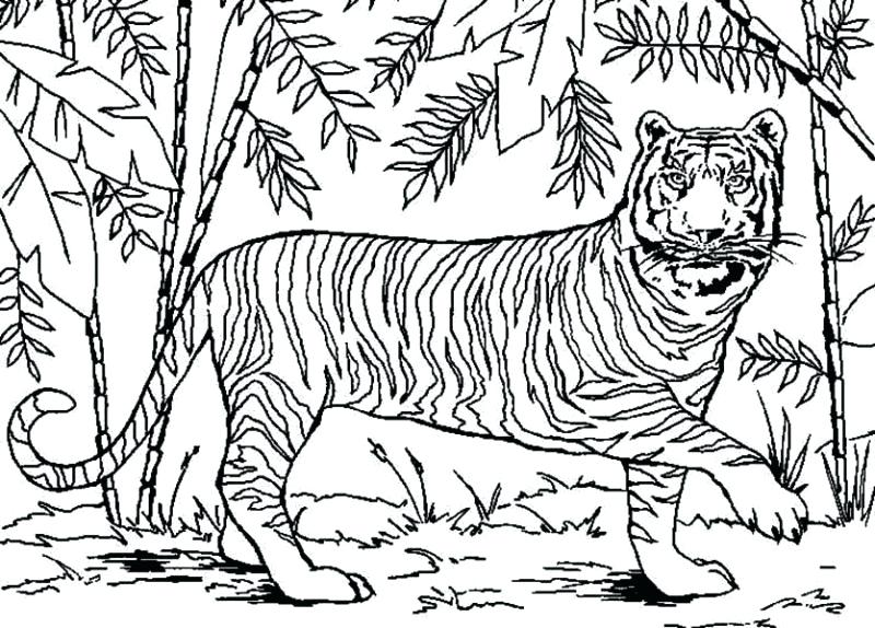 800x574 Forest Coloring Pages Forest Coloring Pages Best Forest Coloring