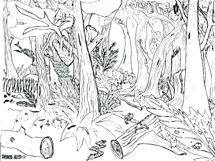 728x546 Forest Coloring Pages To Print Flowers Coloring Pages Coloring