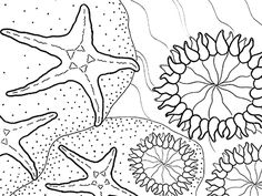 236x177 Animal Color By Number Color By Number Seaturtle Coloring Pages