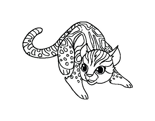 600x470 Wildcat Coloring Page Wildcat Coloring Page Kentucky Wildcat
