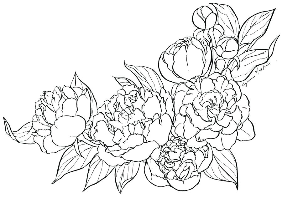 900x633 Chrysanthemum Coloring Pages Peony Page By Kevin Henkes Coloring