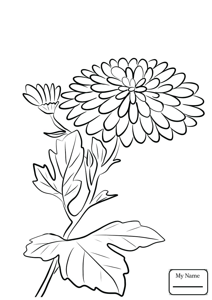 866x1224 Innovative Chrysanthemum Coloring Page Kevin Henkes Pages Library