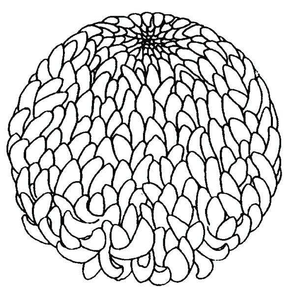 600x605 Seamless Pattern With Chrysanthemum In Style Outline Chrysanthemum