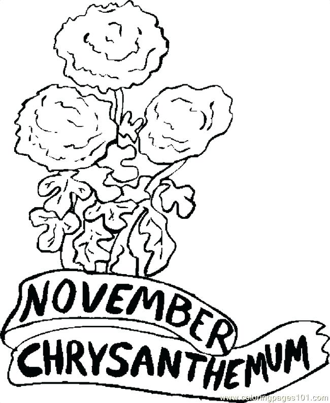 650x794 Chrysanthemum Coloring Pages Chrysanthemum By Coloring Pages