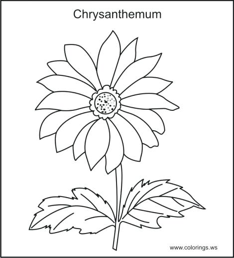470x517 Chrysanthemum Coloring Pages Coloring Pages Coloring Pages