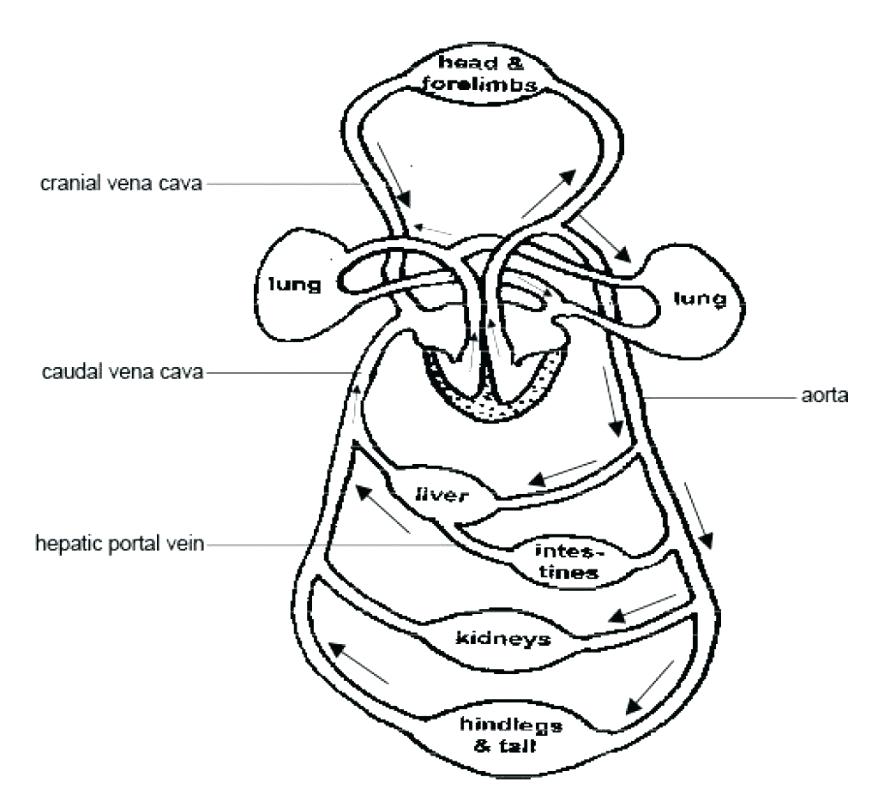 878x801 Circulatory System Coloring Page Circulatory System Worksheet
