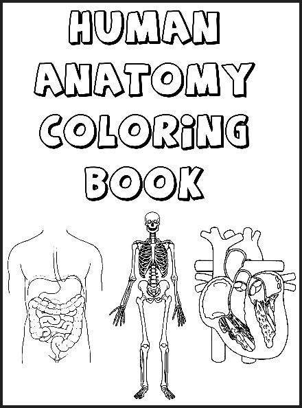 440x594 Circulatory System Lesson Planning Fun Time
