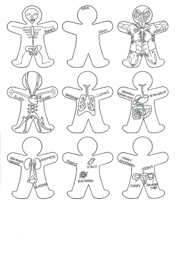 736x1009 Digestive System Coloring Page Human Body Systems Coloring Pages