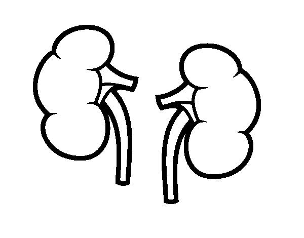 600x470 Human Kidney Coloring Pages