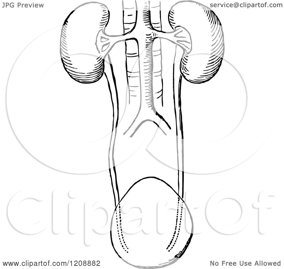 1080x1024 Kidney Coloring Page Keywords And Pictures