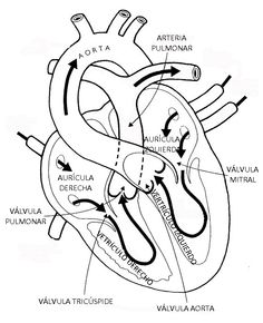 236x290 Kidney Coloring That Explains How The Nephron Works. Nursing