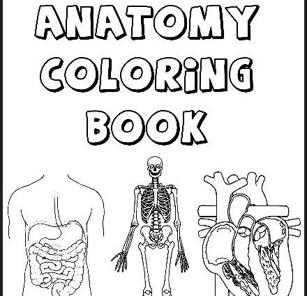 440x425 Excretory System Coloring Page Body Systems Coloring Pages Free
