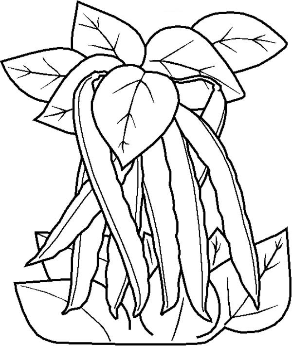 600x711 Bean Coloring Page Free Coloring Pages Of Green Bean Happy Bean