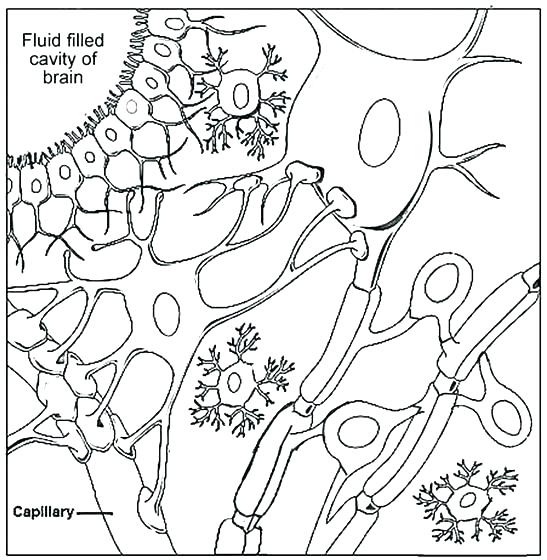 547x560 Biology Coloring Pages Human Muscles Ng Answer Key Biology Sheets