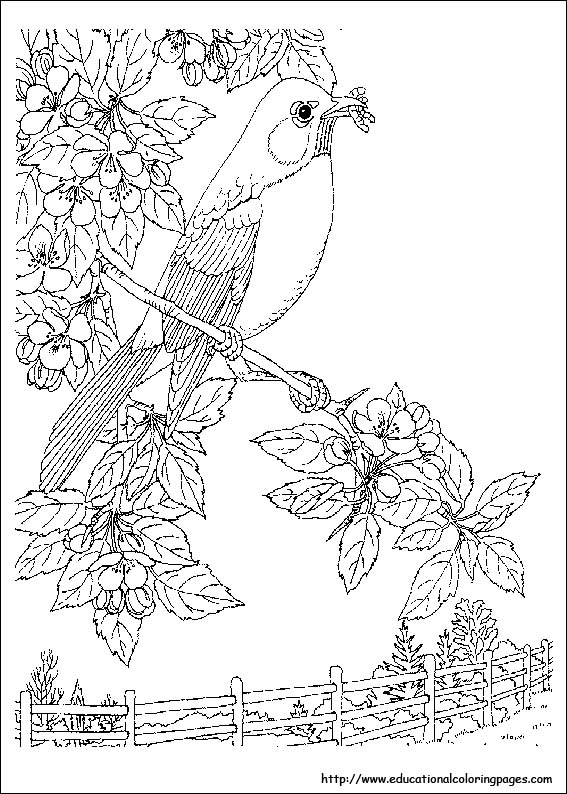 567x794 Nature Coloring Pages