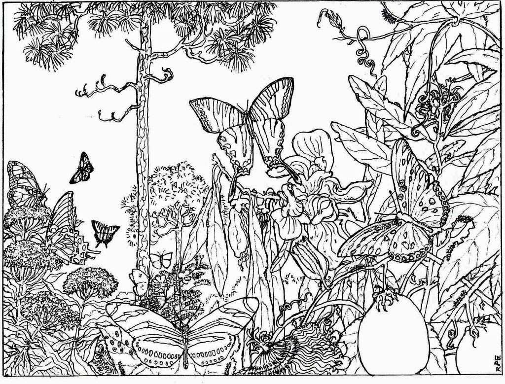 1024x779 Reduced Forest Coloring Pages To Print Free Printable Nature