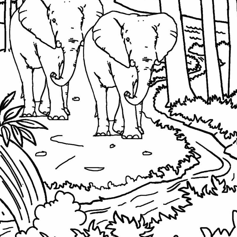 800x800 Beautiful Nature Coloring Pages For Kids Printable Adults Pict