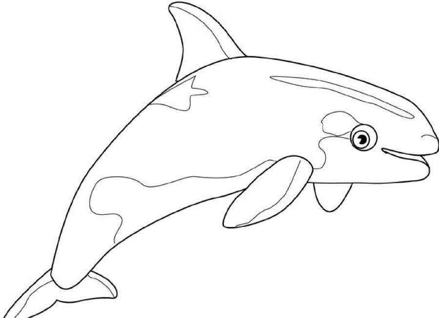 900x653 Killer Whale Coloring Pages To Download And Print For Free
