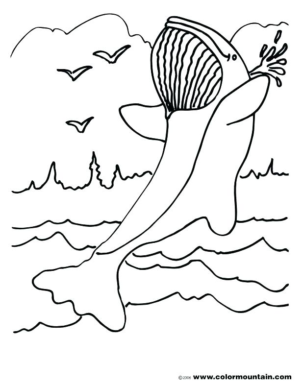 618x788 Orca Coloring Pages Coloring Page Blue Whale Coloring Page