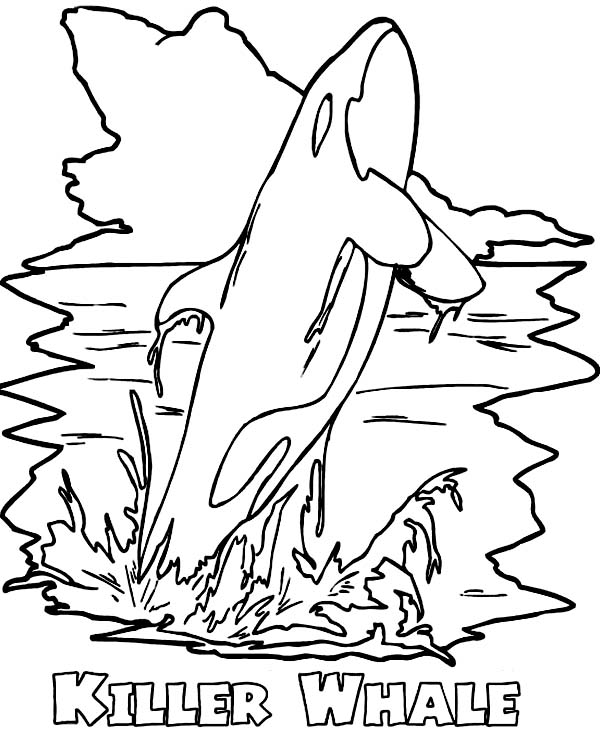 Killer Whale Coloring Page