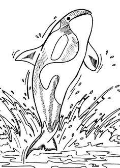 236x330 Killer Whale Coloring Page Killer Whales, Worksheets And Dioramas
